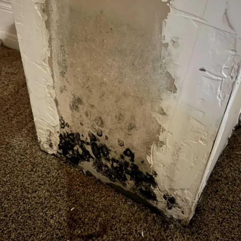 Professional Mold Removal in Anton, TX